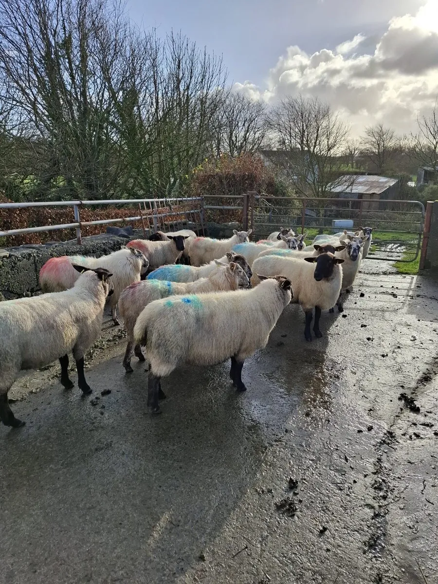 17 three year old ewes - Image 2