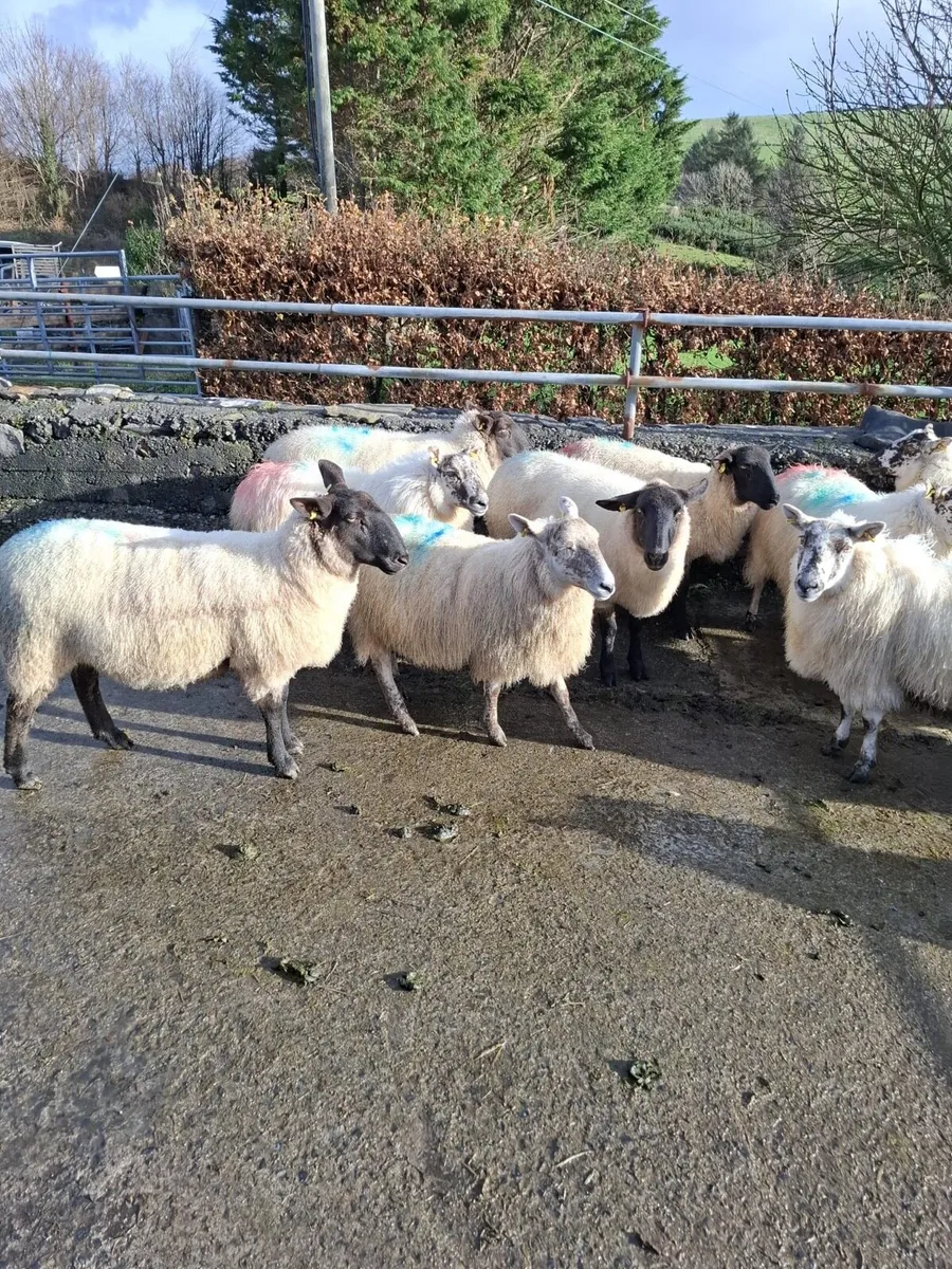 17 three year old ewes - Image 3