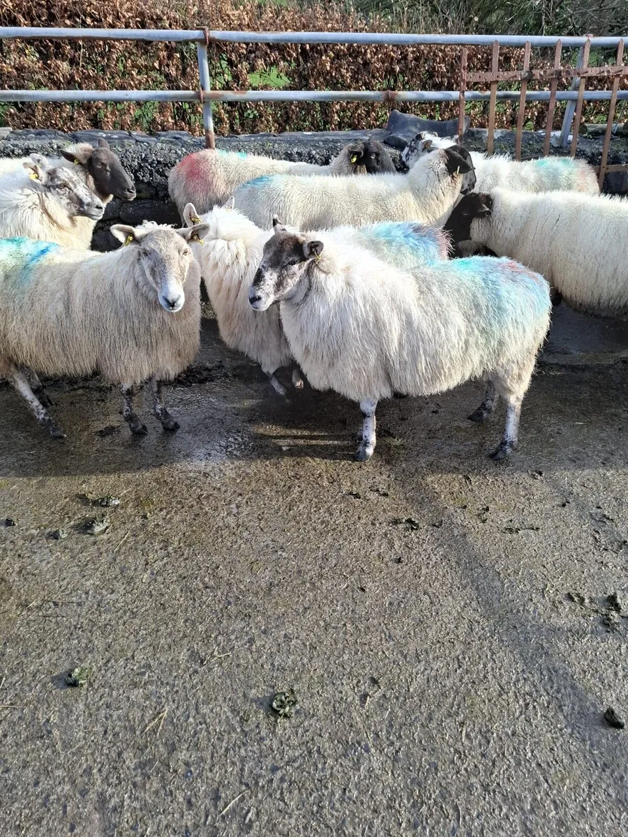 17 three year old ewes - Image 4