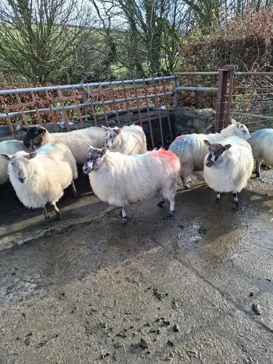 17 three year old ewes - Image 1