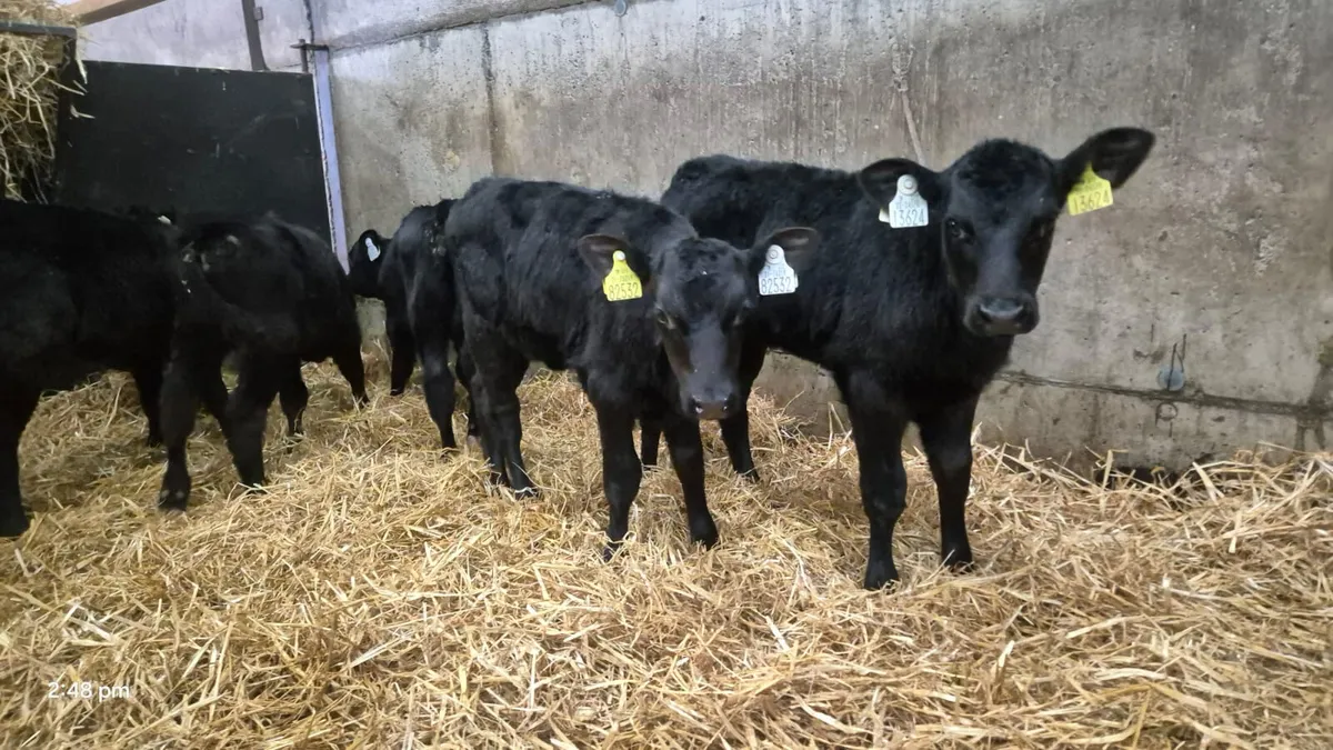 6 ANGUS HEIFERS 5 WEEK PLUS - Image 4