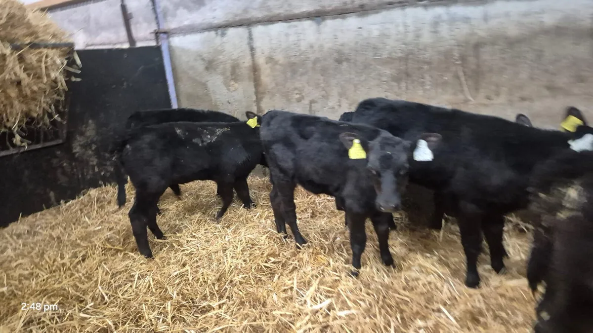 6 ANGUS HEIFERS 5 WEEK PLUS - Image 3