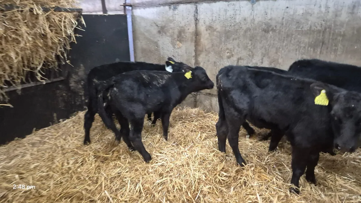 6 ANGUS HEIFERS 5 WEEK PLUS - Image 1