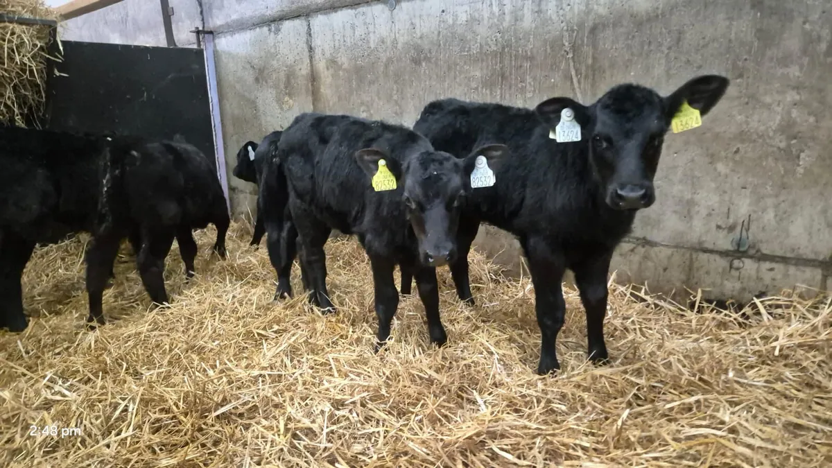 6 ANGUS HEIFERS 5 WEEK PLUS - Image 2