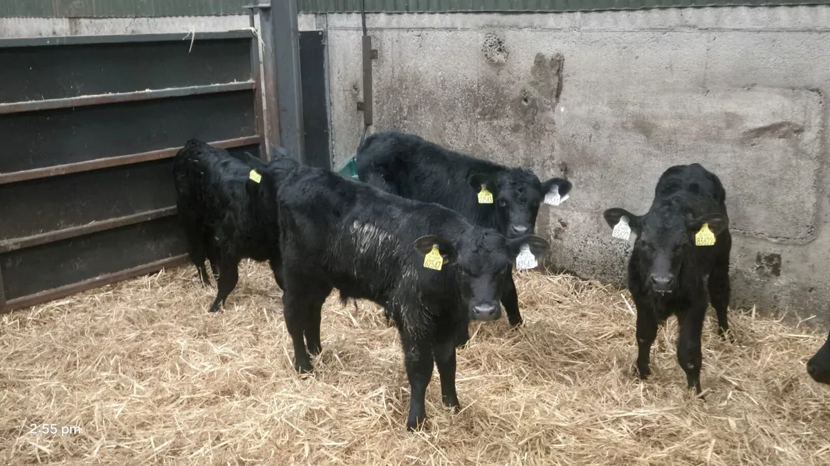 7 ANGUS BULLS CALVES 4/5 WEEKS - Image 3