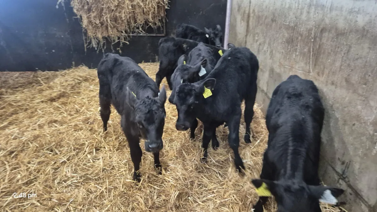 7 ANGUS BULLS CALVES 4/5 WEEKS - Image 2