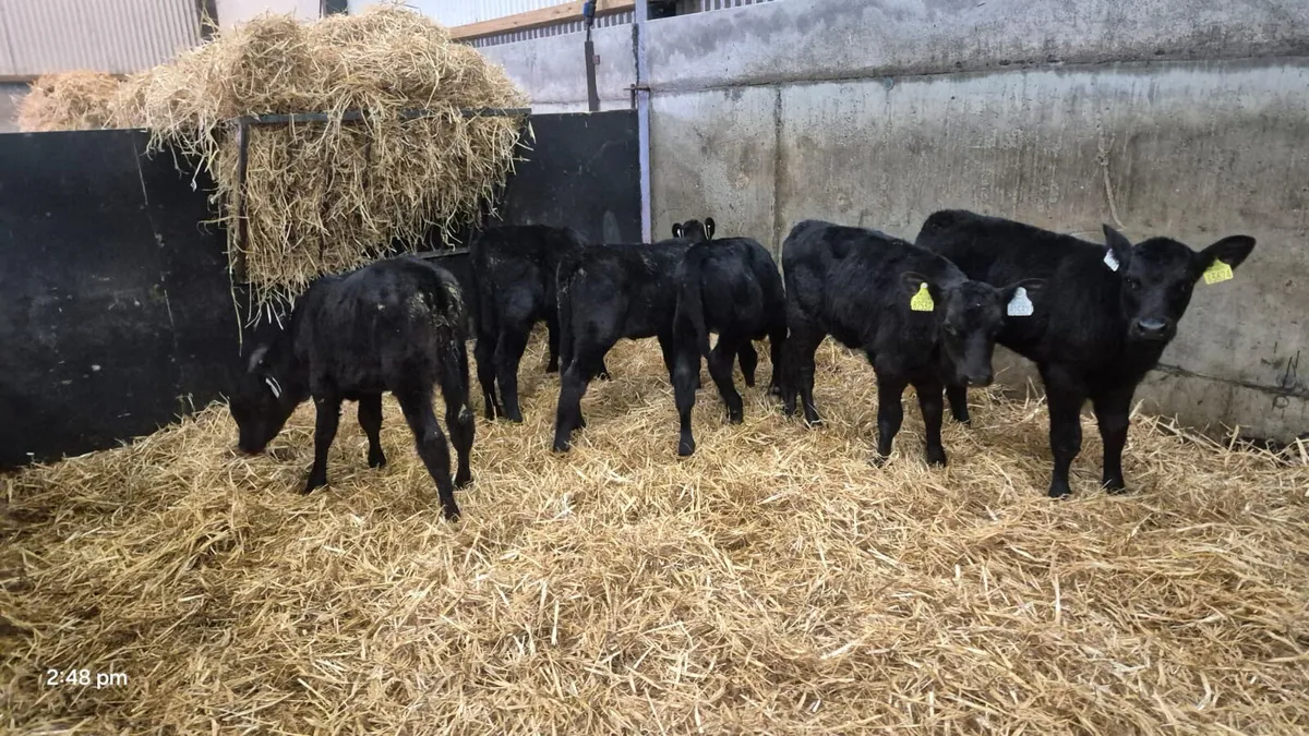 7 ANGUS BULLS CALVES 4/5 WEEKS - Image 1