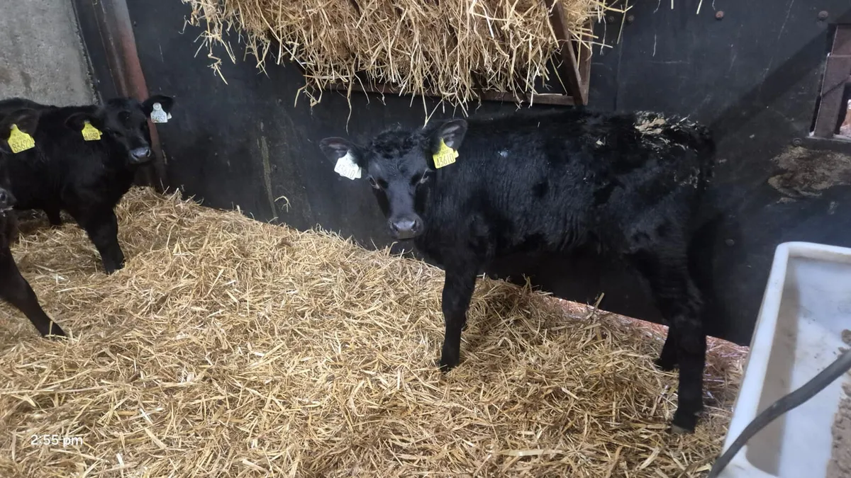 7 ANGUS BULLS CALVES 4/5 WEEKS - Image 4