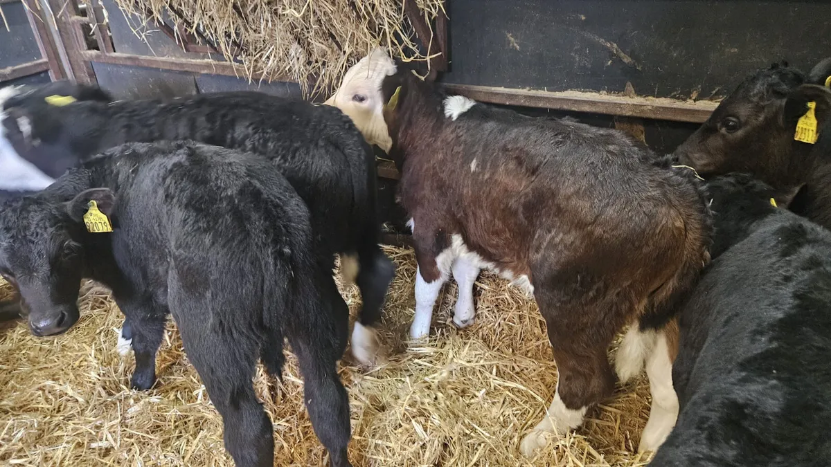 10 ANGUS & HEREFORD BULL CALVES - Image 3