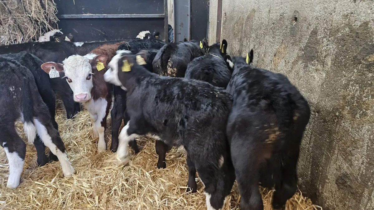 10 ANGUS & HEREFORD BULL CALVES - Image 2