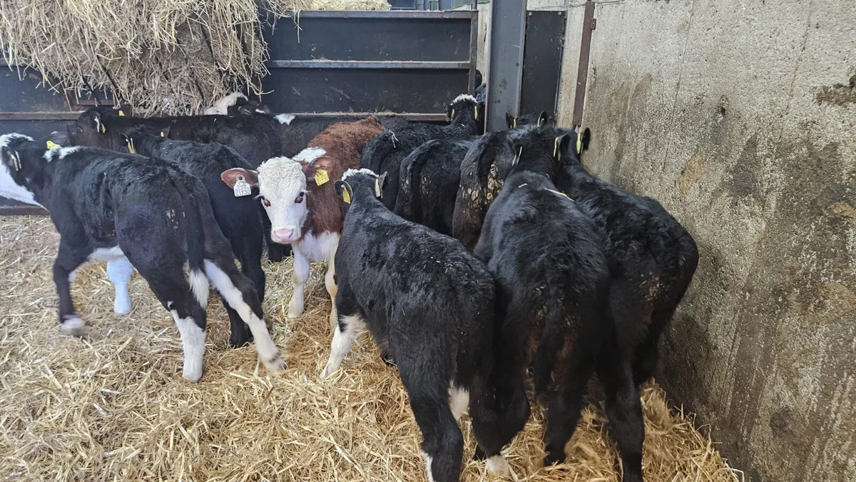 10 ANGUS & HEREFORD BULL CALVES - Image 1