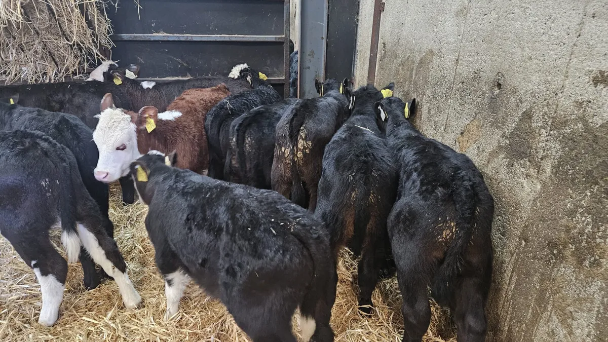10 ANGUS & HEREFORD BULL CALVES - Image 4