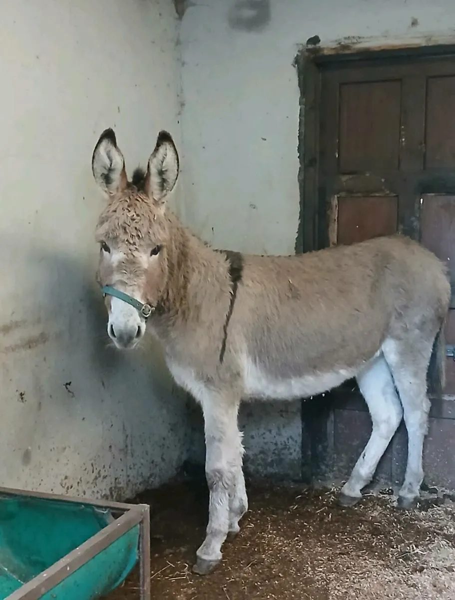 For Sale female donkey - Image 1