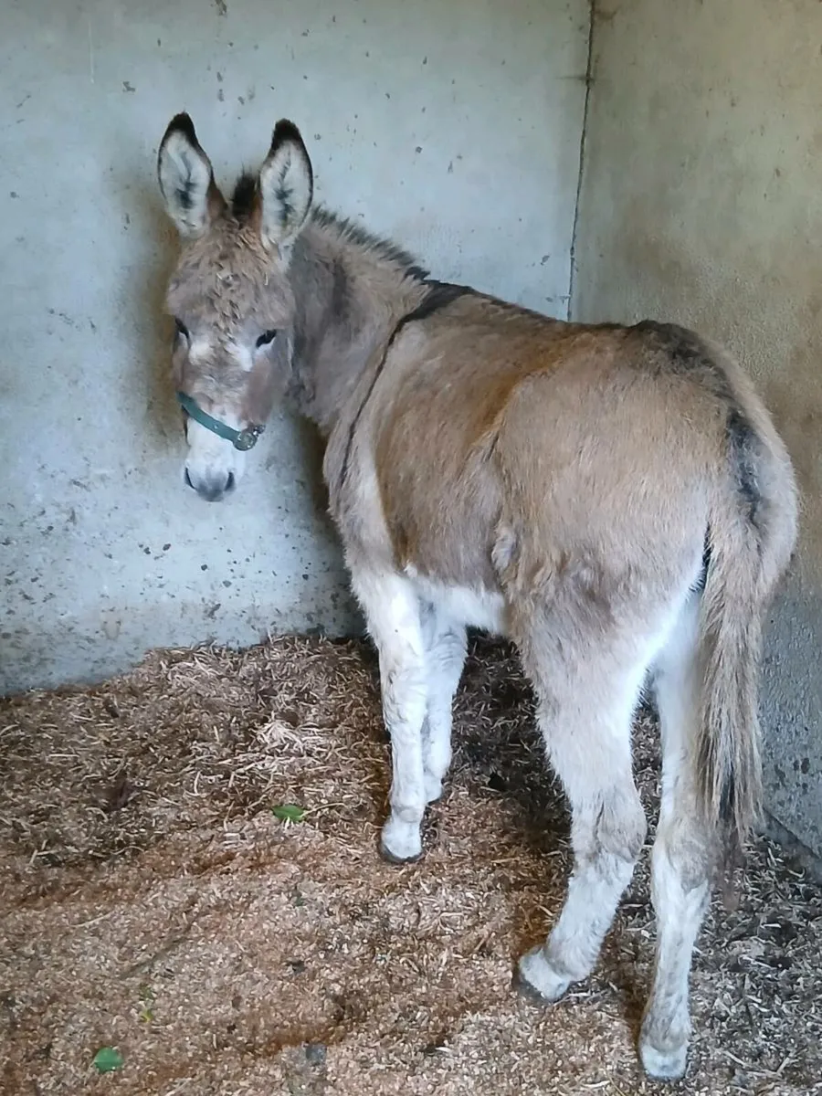 For Sale female donkey - Image 2