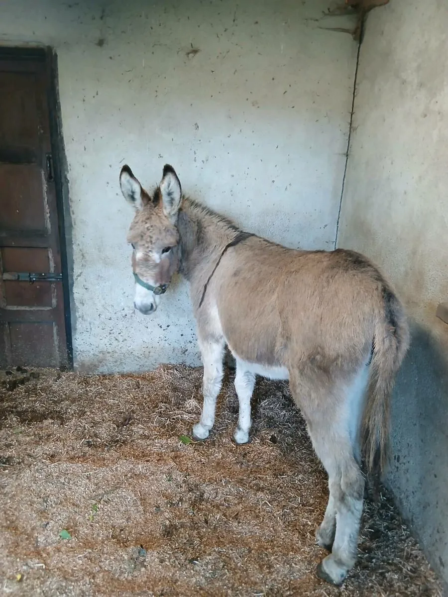 For Sale female donkey - Image 3