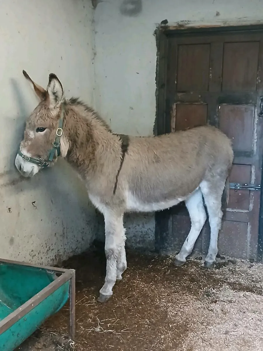 For Sale female donkey - Image 4