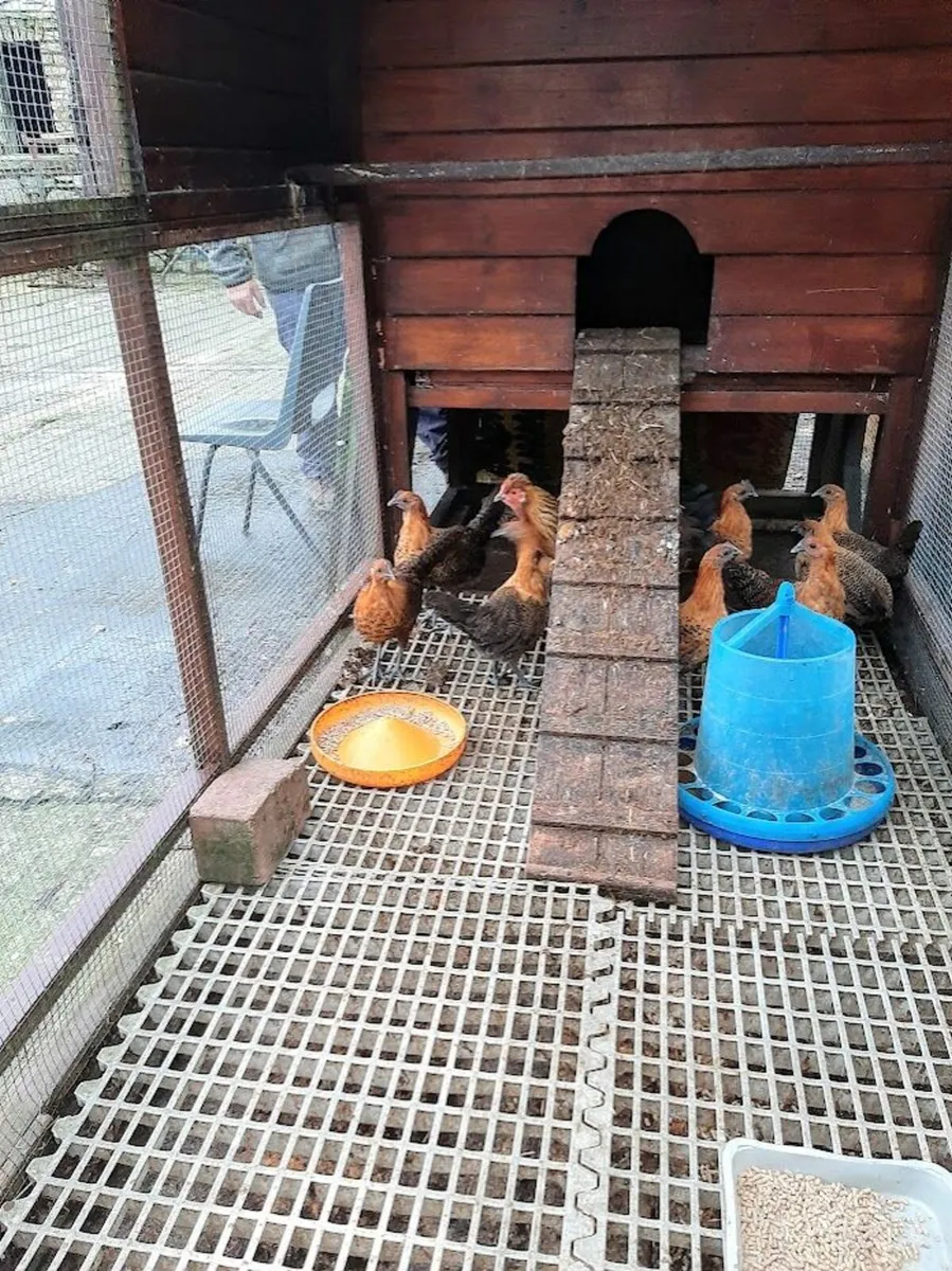 Poultry - Image 2