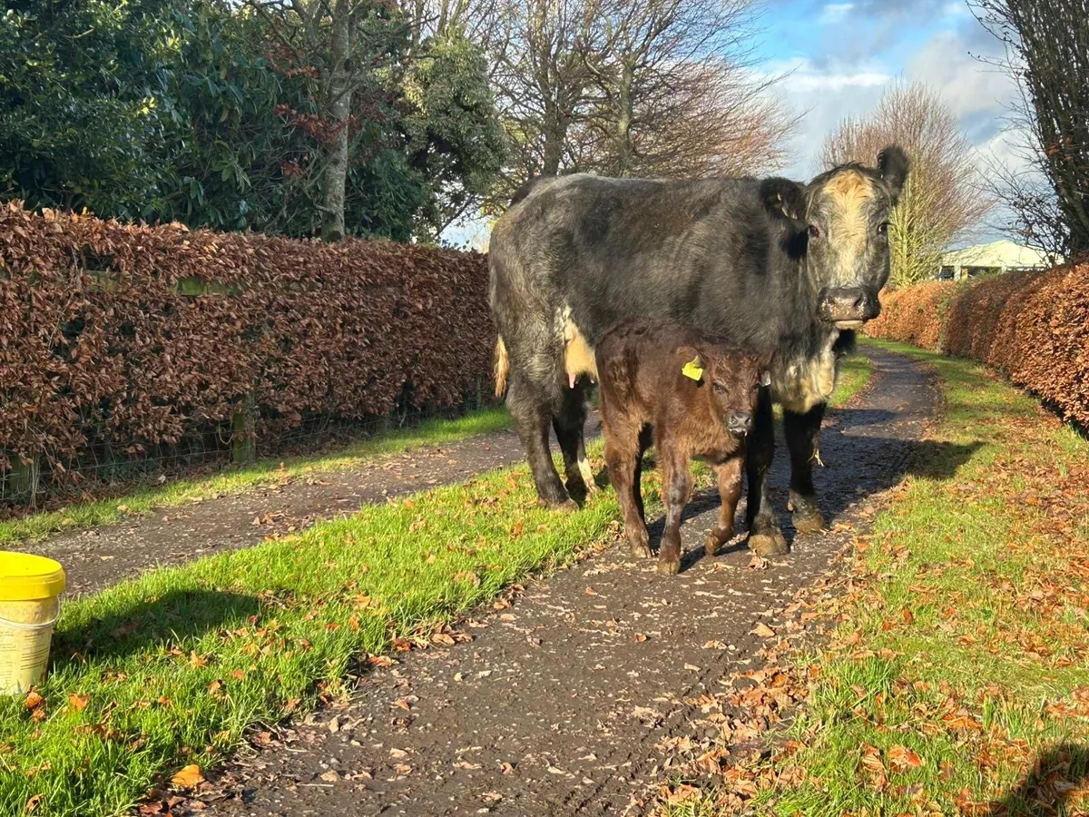 5 🌟HEIFERS with calf’s - Image 2
