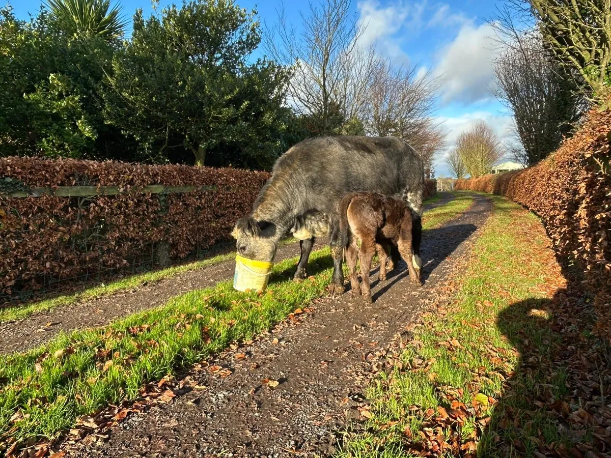 5 🌟HEIFERS with calf’s - Image 1