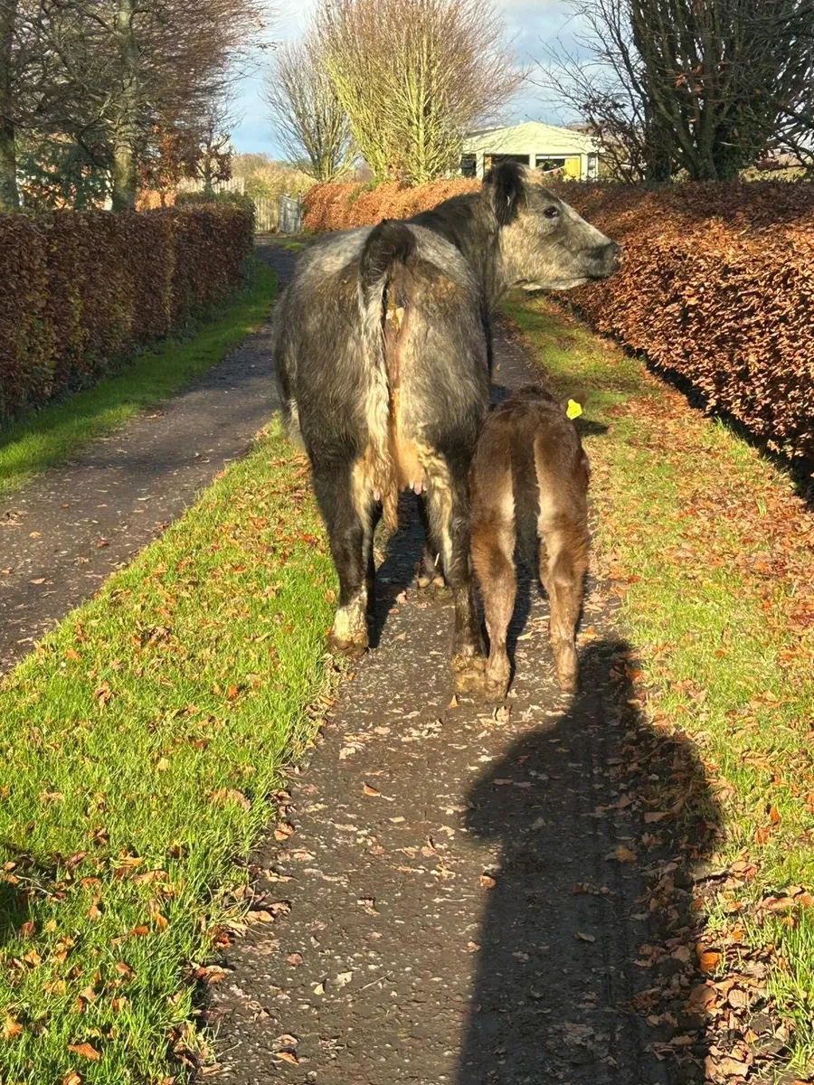 5 🌟HEIFERS with calf’s - Image 3
