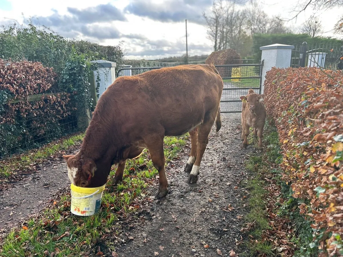 5 🌟HEIFERS with calf’s - Image 4