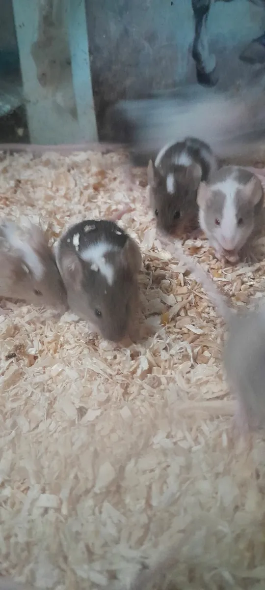 Baby Mice - Image 1