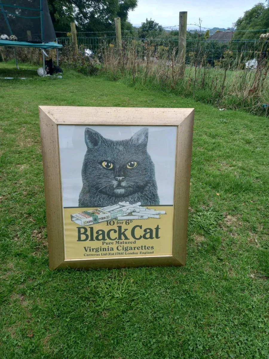 Black Cat Cigs Framed Advert