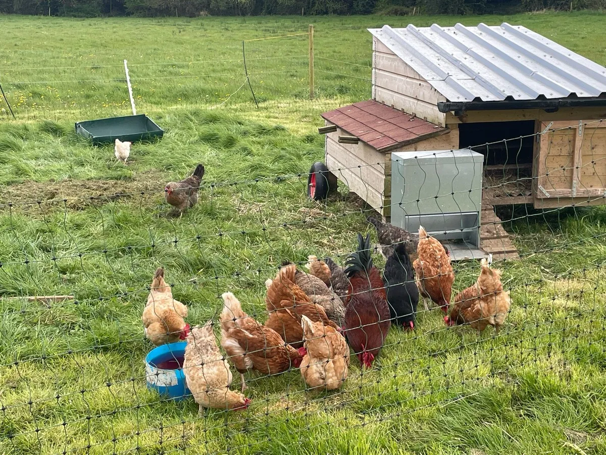 Fresh eggs - Image 1