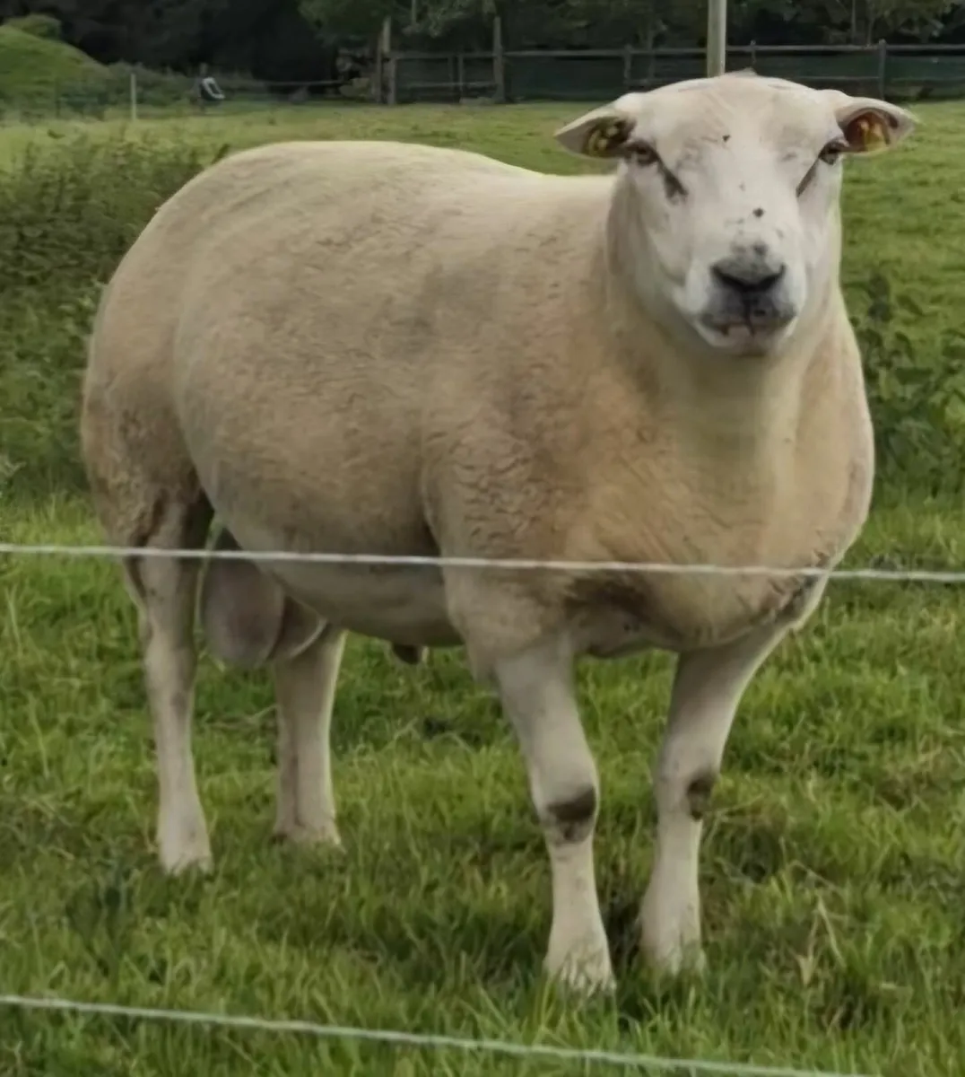 SIS, CPT Belclare Stock Ram - Image 1