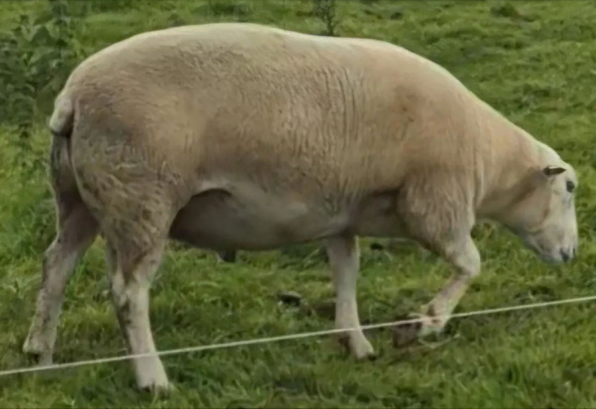 SIS, CPT Belclare Stock Ram - Image 2