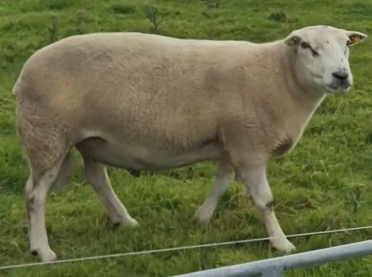 SIS, CPT Belclare Stock Ram - Image 3