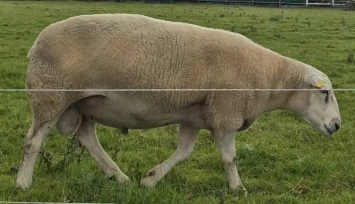 SIS, CPT Belclare Stock Ram - Image 4