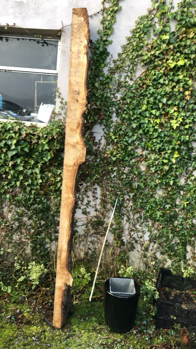 Live edge oak slabs 8” x 4” by 2meters - Image 4