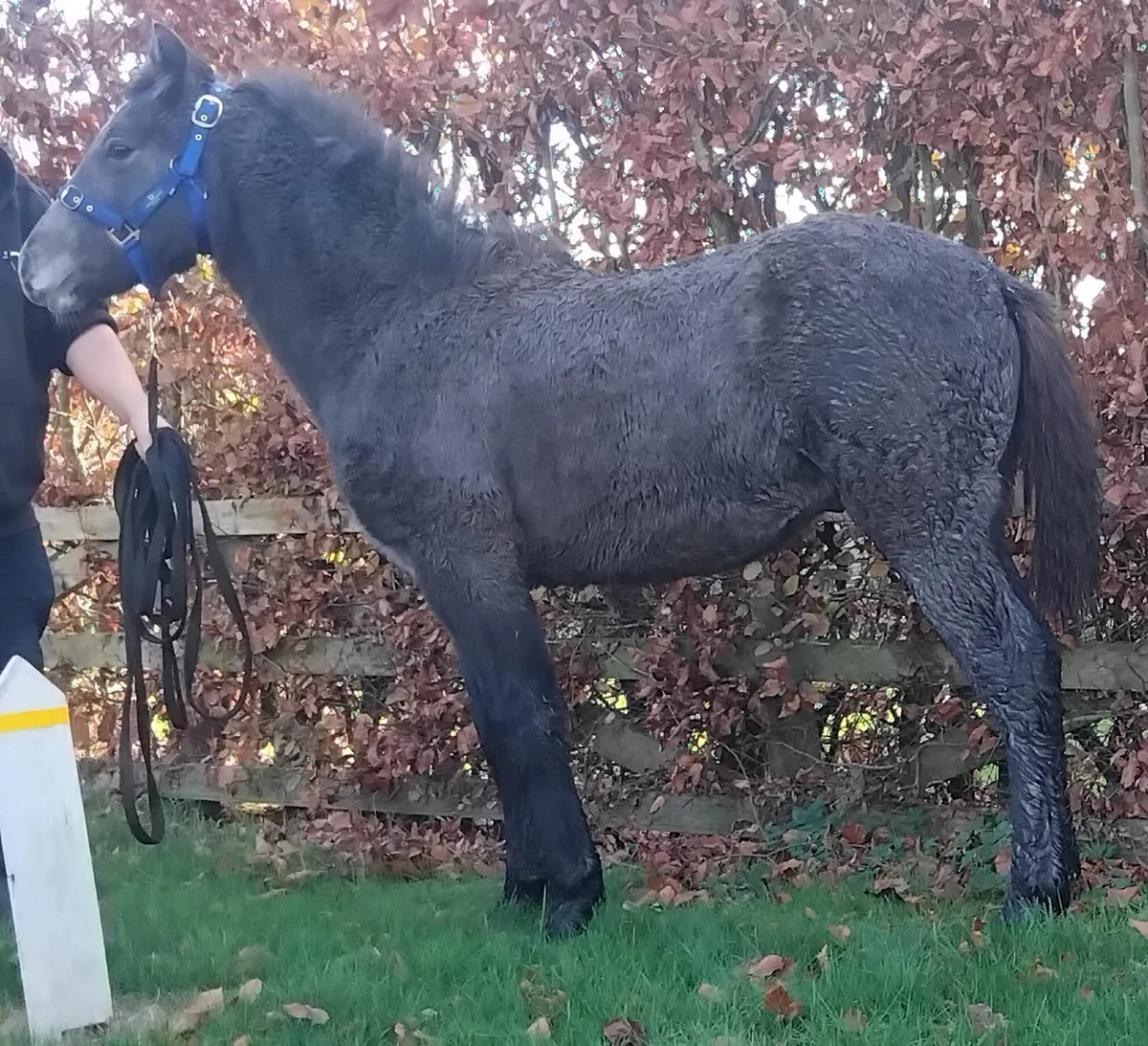 Top class connemara colt foal - Image 1