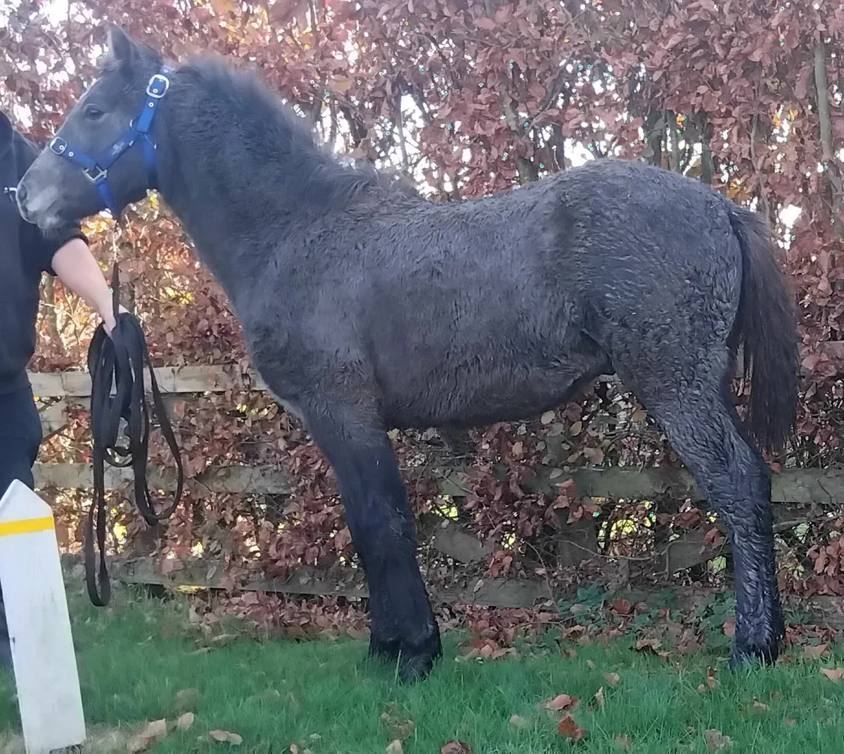 Top class connemara colt foal - Image 2