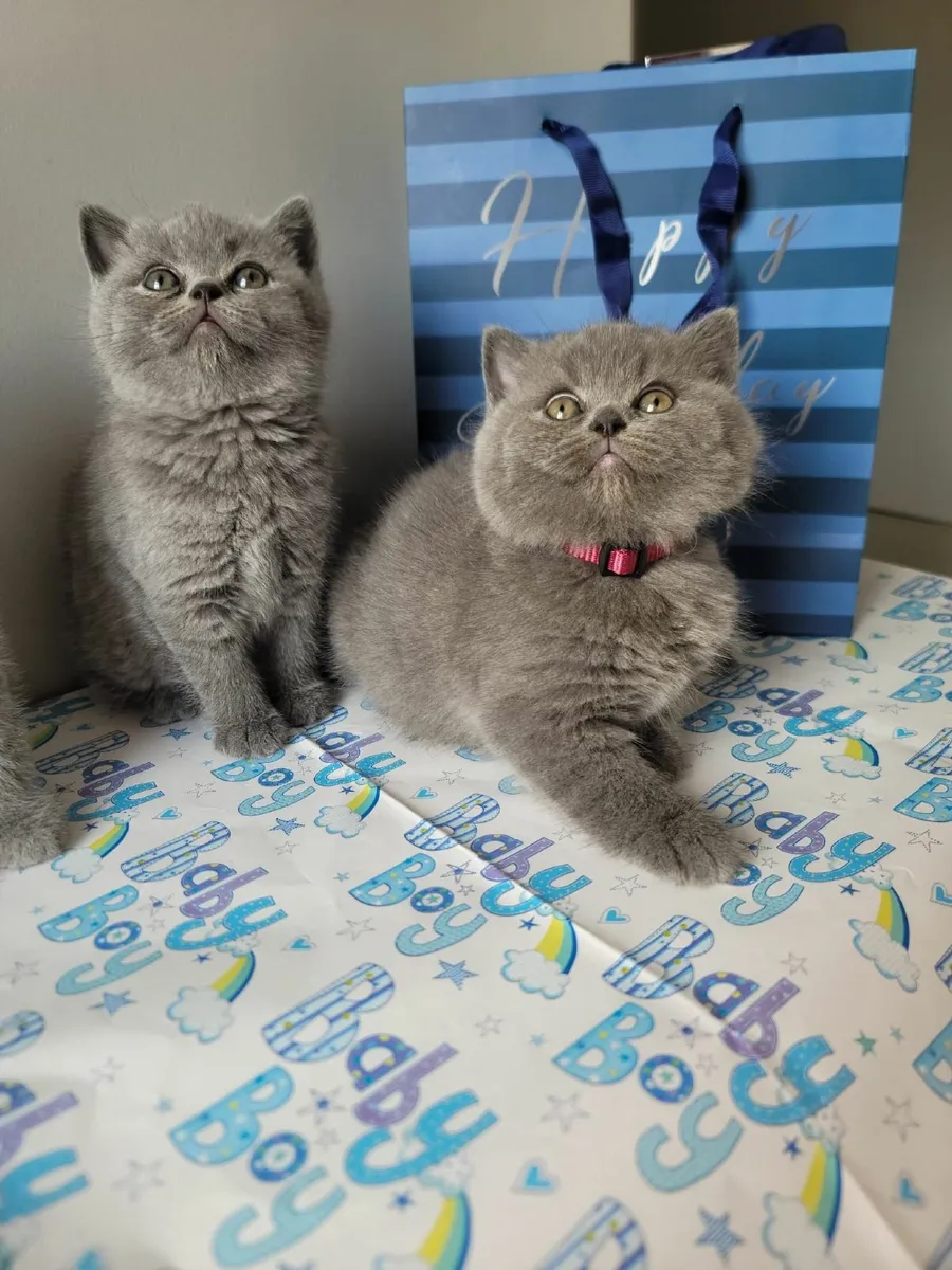 British shorthair kittens ♥️ 😸 - Image 2