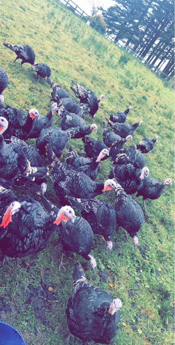 Oven ready turkeys - Image 1