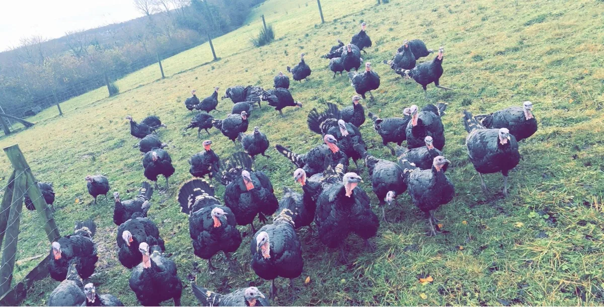 Oven ready turkeys - Image 2