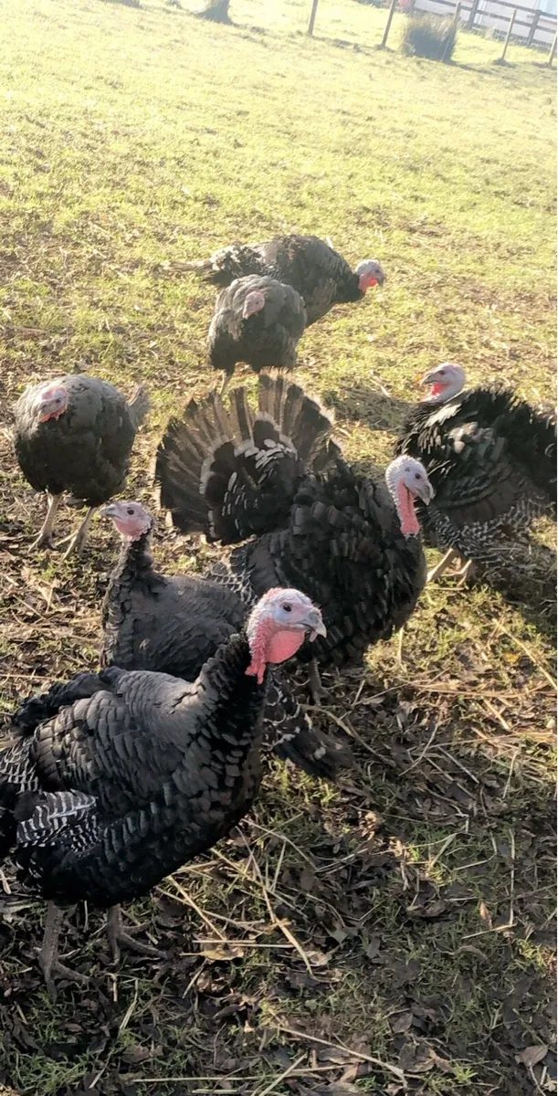 Oven ready turkeys - Image 3