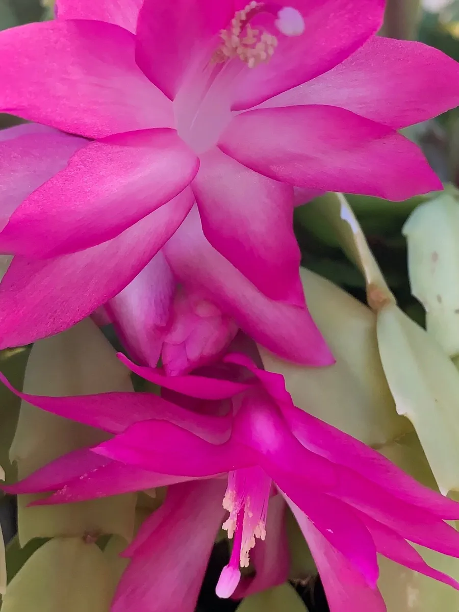 House Plant Christmas Cactus in Bloom - Image 3