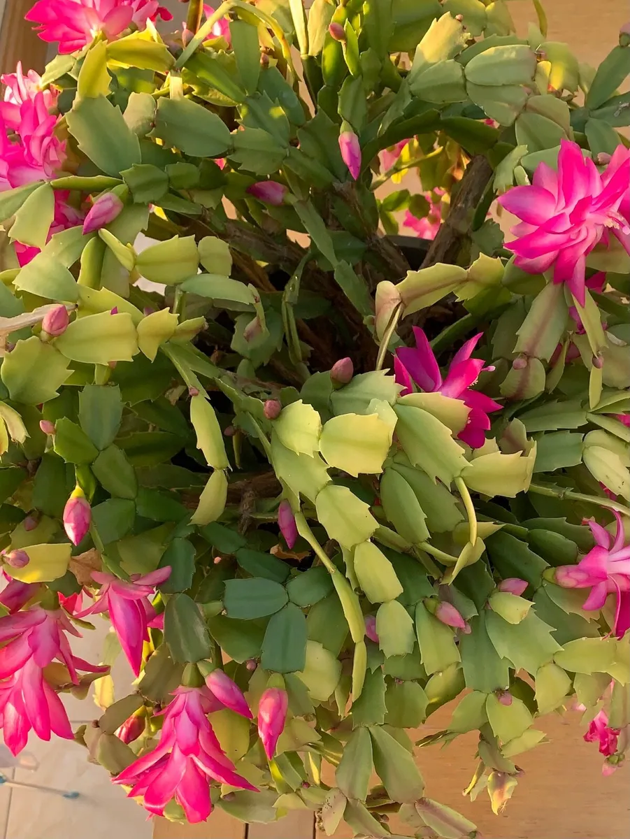 House Plant Christmas Cactus in Bloom - Image 4