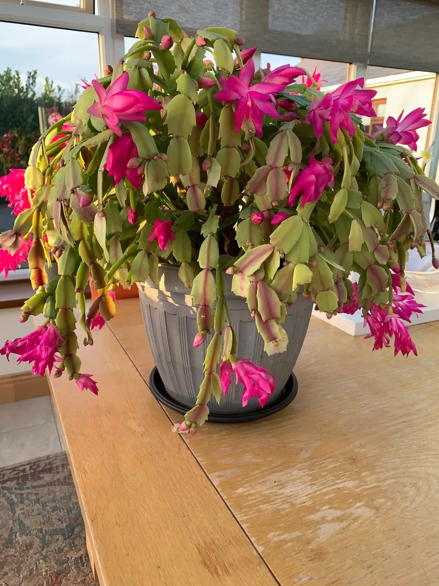 House Plant Christmas Cactus in Bloom - Image 2