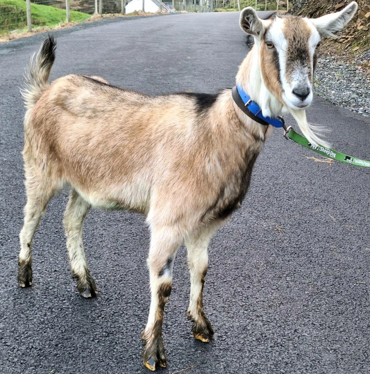 Toggenberg x Alpine Goat - Image 1