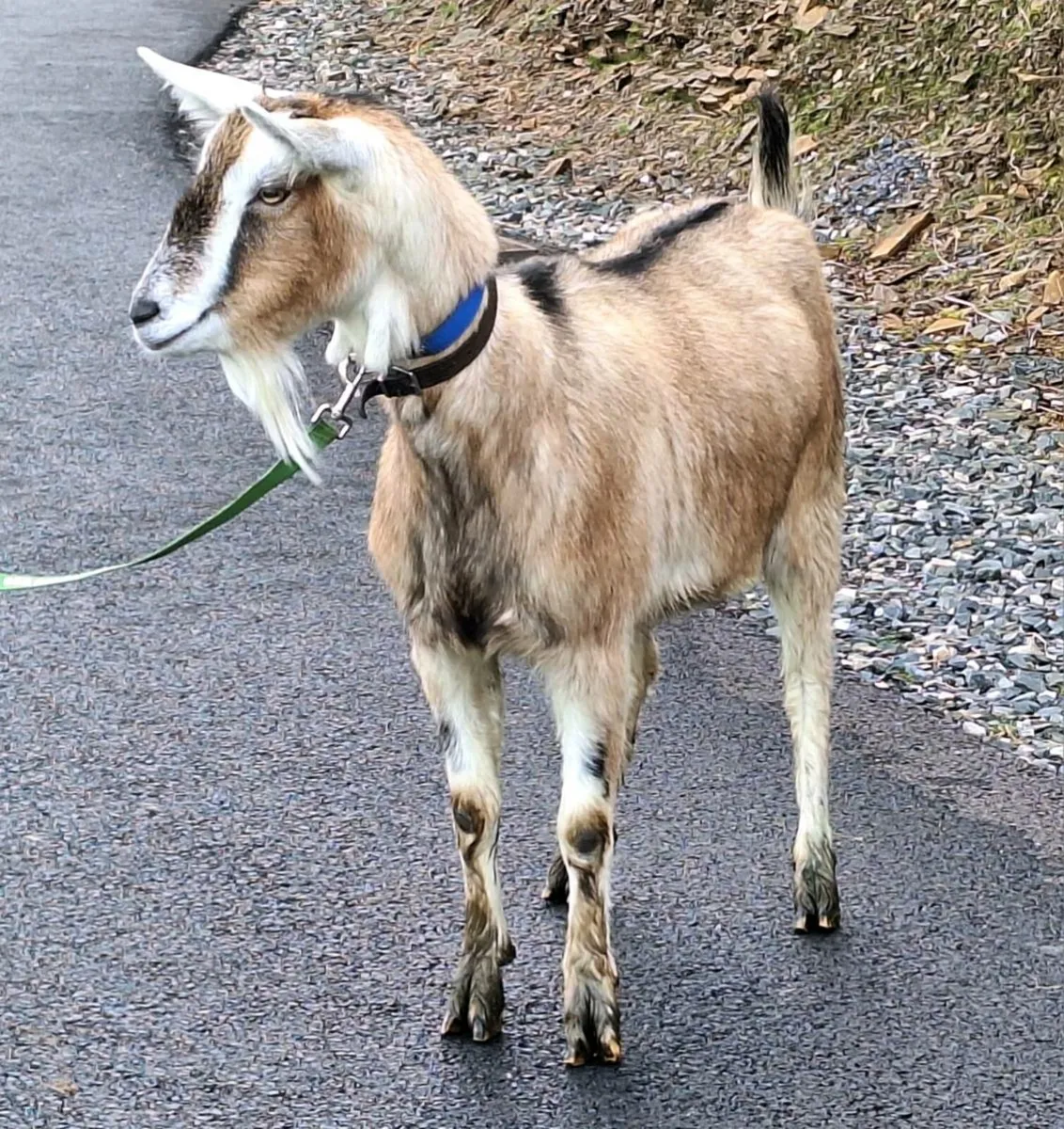 Toggenberg x Alpine Goat - Image 2