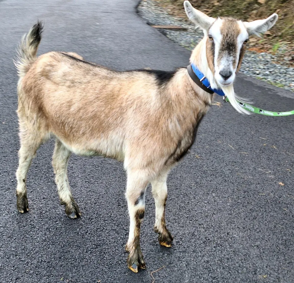 Toggenberg x Alpine Goat - Image 3