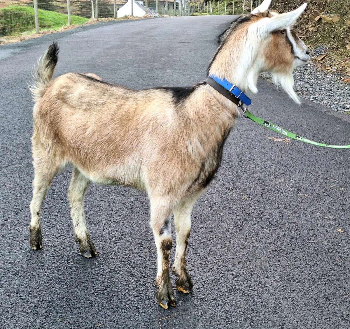 Toggenberg x Alpine Goat - Image 4