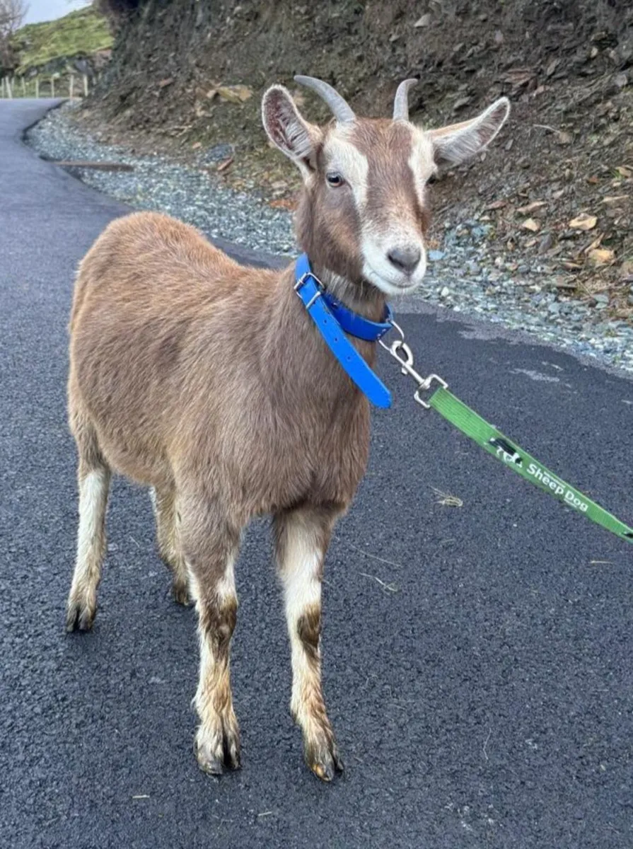 Toggenberg Kid - Image 3