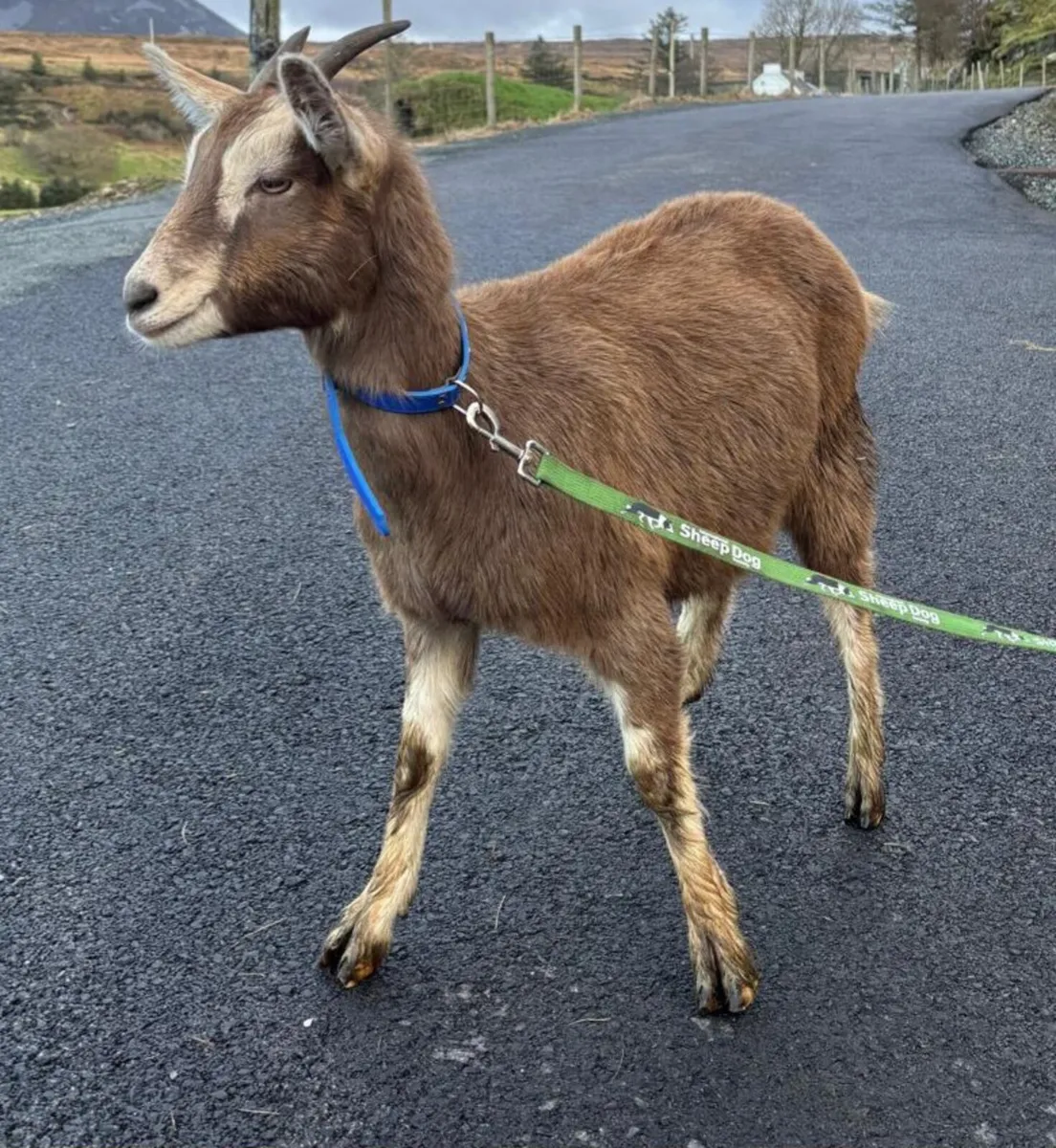 Toggenberg Kid - Image 1