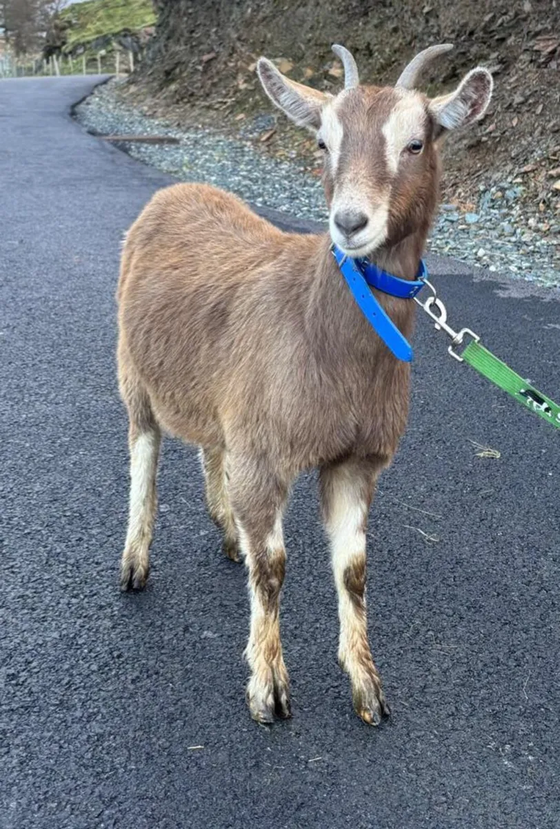 Toggenberg Kid - Image 2