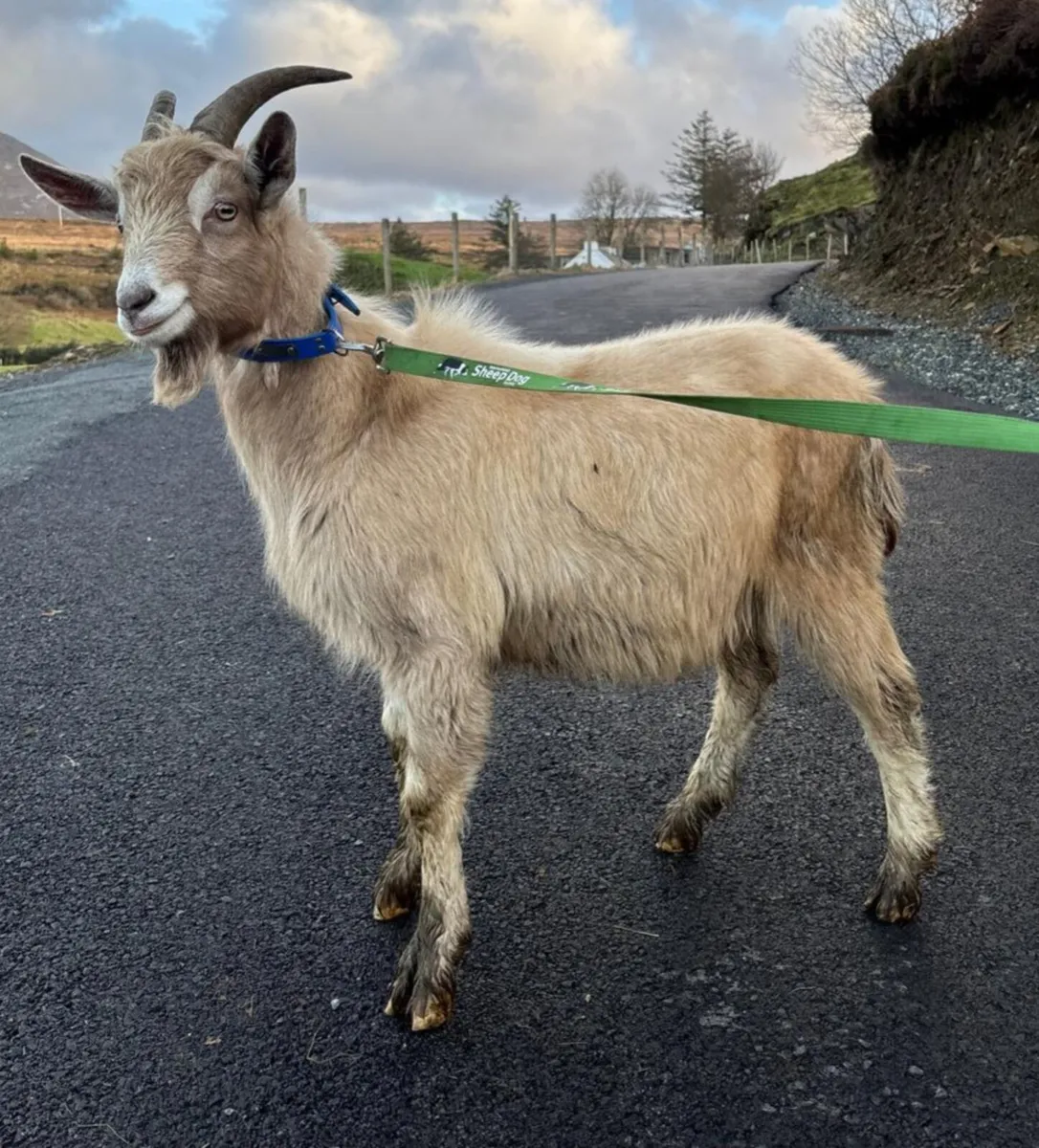 Male goats - Image 1